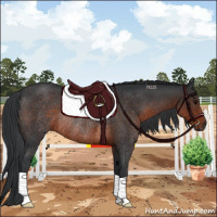 Horse Color:Brown Rabicano 