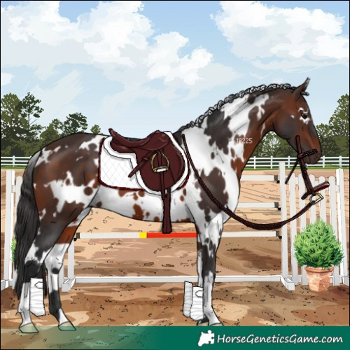 Horse Color:White Spotted Brown 