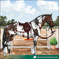 Horse Color:White Spotted Brown