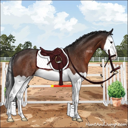 Horse Color:Bay Splash Rabicano 
