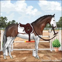 Horse Color:Bay Splash Rabicano