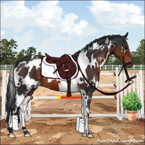 Horse Color:White Spotted Brown 