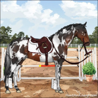 Horse Color:White Spotted Brown 