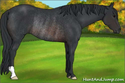 Horse Color:Brown Rabicano 