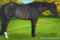 Horse Color:Brown Rabicano