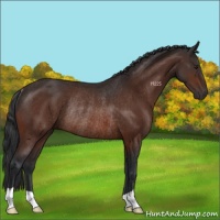 Horse Color:Brown Rabicano 