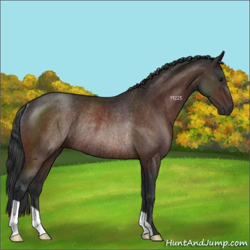 Horse Color:Brown Rabicano