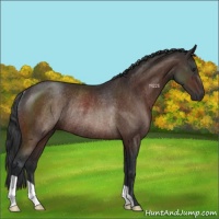 Horse Color:Brown Rabicano 