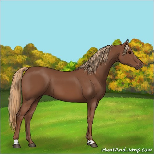Horse Color:Chestnut 