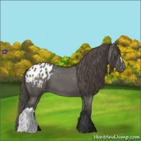 Horse Color:Grullo Appaloosa 