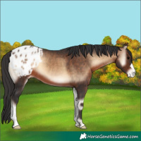 Horse Color:Brown Onyx Appaloosa