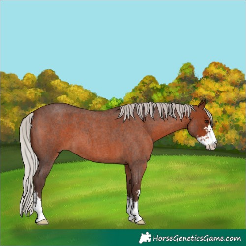 Horse Color:Silver Brown Roan Sabino 