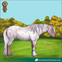 Horse Color:White Spotted Silver Blue Roan Pearl Rabicano