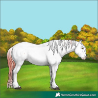 Horse Color:White Spotted Brown Pearl Fewspot 