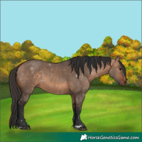 Horse Color:Bay Dun 