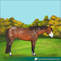 Horse Color:Bay Sabino Appaloosa 