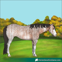 Horse Color:Bay Ice 