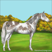 Horse Color:White Spotted Silver Black Splash 