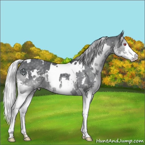 Horse Color:White Spotted Silver Black Chinchilla Splash 