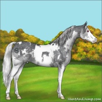 Horse Color:White Spotted Silver Black Chinchilla Splash
