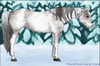 Horse Color:White Spotted Grullo Varnish Rabicano 