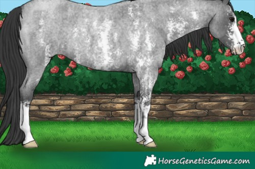 Horse Color:Blue Roan Sabino 