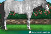 Horse Color:Blue Roan Sabino