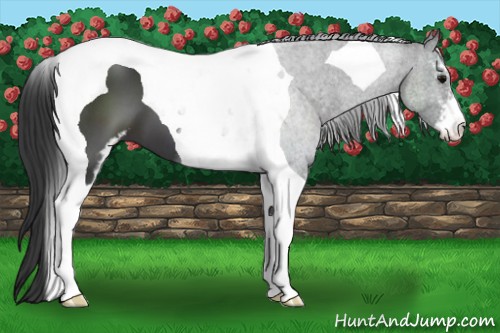Horse Color:Black Sabino Tobiano