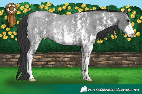 Horse Color:Blue Roan Sabino Rabicano 