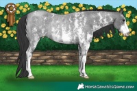 Horse Color:Blue Roan Sabino Rabicano