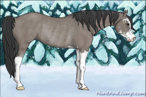 Horse Color:Grullo Sabino Rabicano 