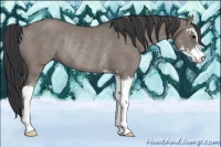 Horse Color:Grullo Sabino Rabicano 