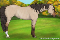 Horse Color:Brown Dun Rabicano 