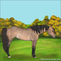 Horse Color:Bay Dun Rabicano 
