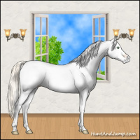 Horse Color:White Spotted Gold Cream Champagne 