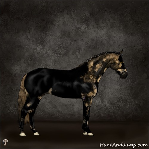 Horse Color:Void White Spotted Buckskin Splash Appaloosa 