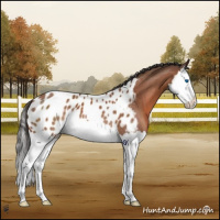 Horse Color:Bay Mushroom Splash Appaloosa 