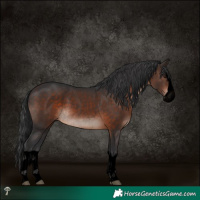 Horse Color:Void Brown Mushroom Splash Rabicano 