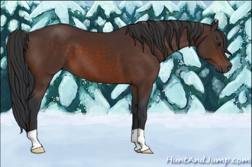 Horse Color:Brown 