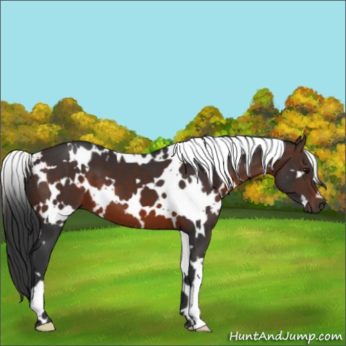 Horse Color:White Spotted Brown 