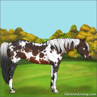 Horse Color:White Spotted Brown 