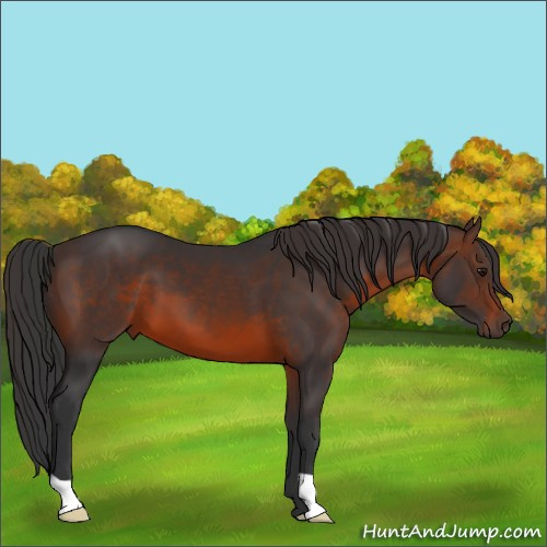 Horse Color:Brown 