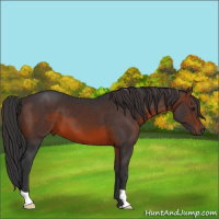 Horse Color:Brown 