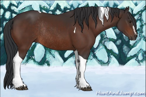 Horse Color:Brown Sabino Tobiano Rabicano