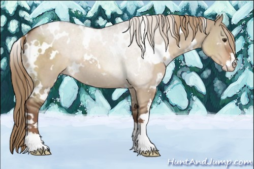 Horse Color:White Spotted Liver Red Dun Sabino Rabicano 