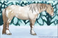Horse Color:White Spotted Liver Red Dun Sabino Rabicano 