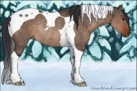 Horse Color:Brown Dun Tobiano Rabicano 