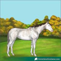 Horse Color:Classic Champagne Dun Sabino Splash