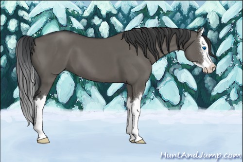 Horse Color:Grullo Sabino Splash 