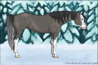 Horse Color:Grullo Sabino Splash